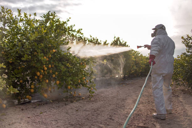 Best Best Pest Control Companies  in South Tucson, AZ