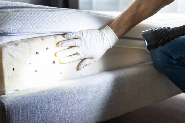 Best Rat Extermination Near Me  in South Tucson, AZ