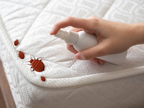 Best Spider Control Near Me  in South Tucson, AZ