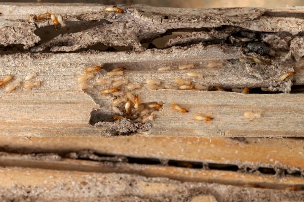 Best Wasp Removal Services  in South Tucson, AZ
